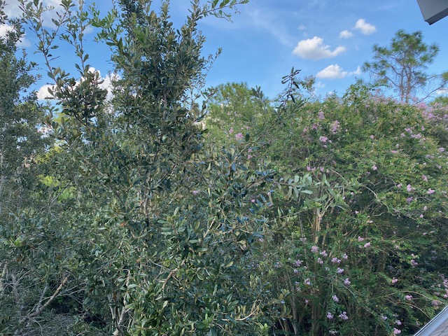 Room View Photo